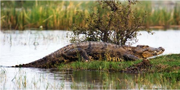 Crocodile in Bhitarkanika National Park Rises to 1682 this Year-2017