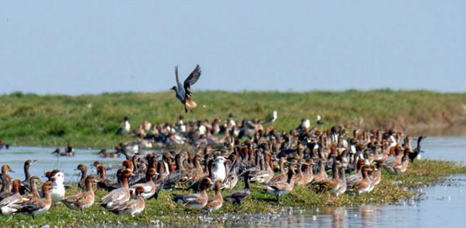 Migratory Birds have Started Arriving at Chilika Lake-2016